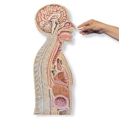 LocalShop24 - Inserimento sondino naso-gastrico
